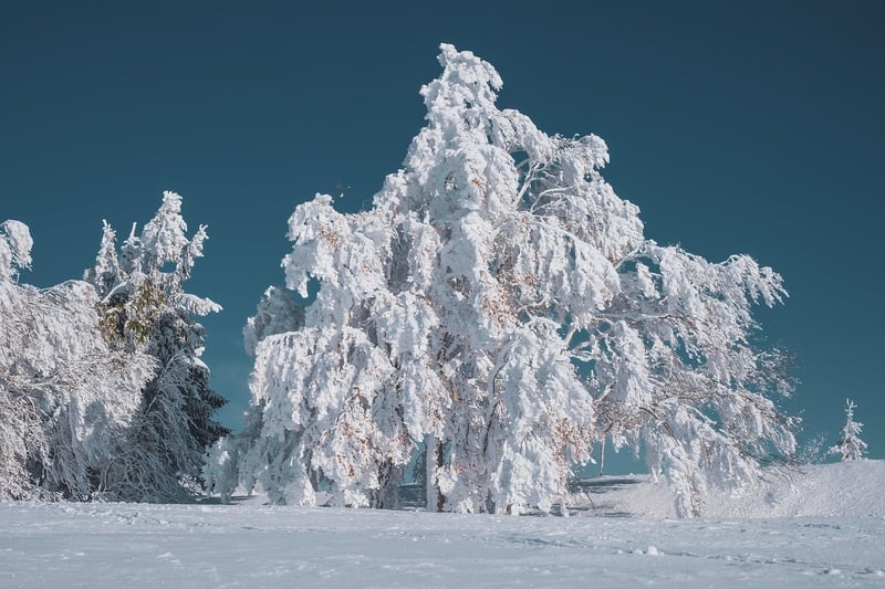 Magical Forest
